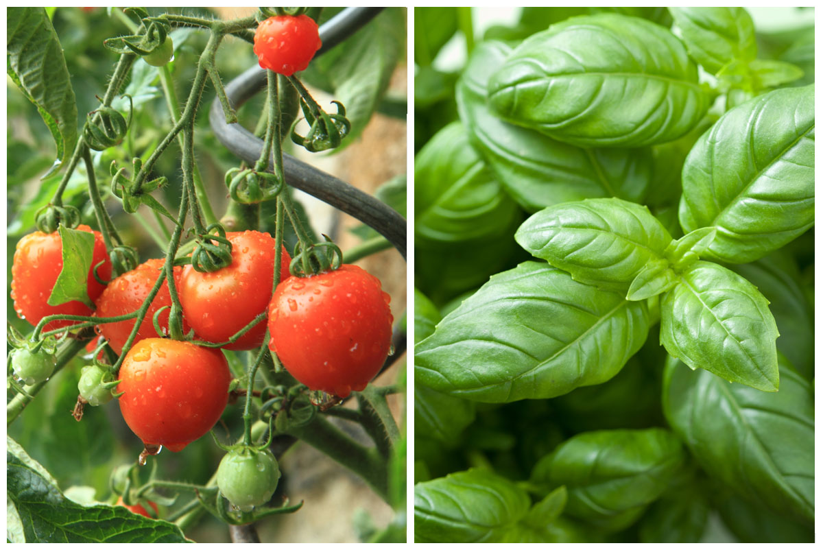 Tomato and basil